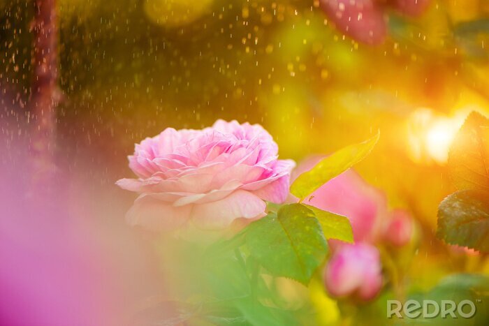Papier peint  Buisson de rose sous la pluie