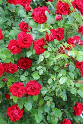 Papier peint  Buisson de roses rouges