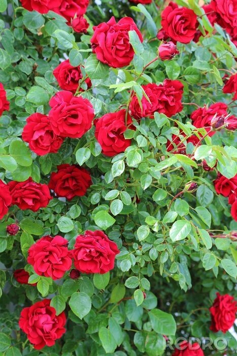 Papier peint  Buisson de roses rouges