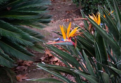 Papier peint  buisson de strelitzia oiseau de paradis