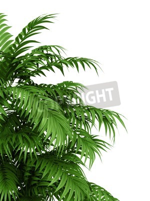 Papier peint  Buisson exotique