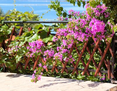 Papier peint  Buisson fleuri et nature