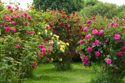 Buissons de roses sauvages dans le jardin
