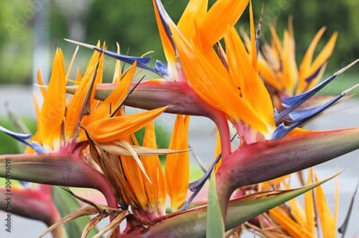 Papier peint  Bunch of Strelitzia flowers