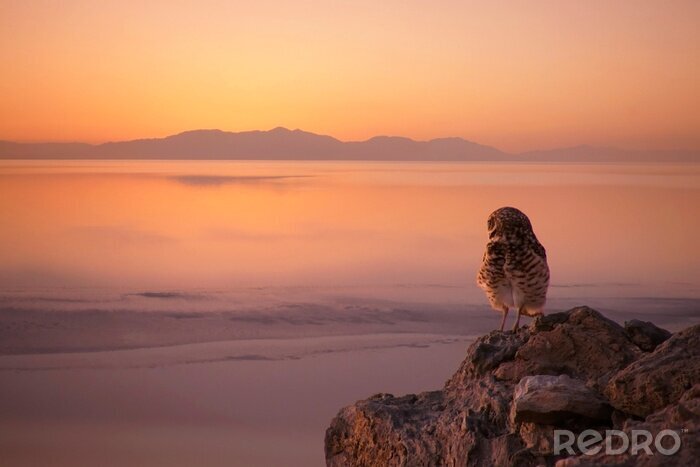 Papier peint  Burrowing owl enjoys the sunset at the Salton Sea, California.
