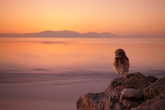 Papier peint  Burrowing owl enjoys the sunset at the Salton Sea, California.