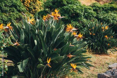 Papier peint  bush of flowering Strelitzia or bird of paradise on Madeira island close-up