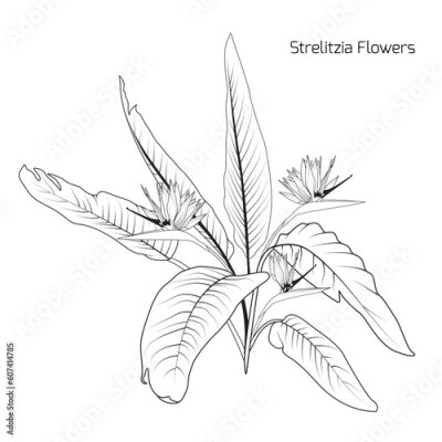 Papier peint  Bush of Strelitzia Reginae or bird of paradise flowers. Black and white line art set.