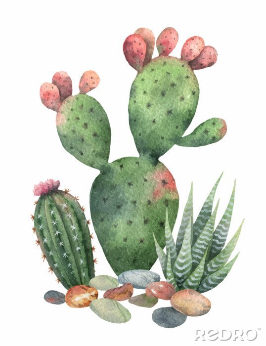 Papier peint  Cactus aquarelle avec des pointes roses