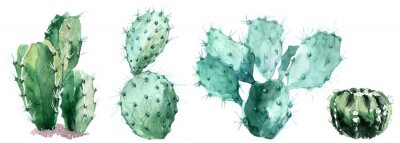 Papier peint  Cactus aquarellés