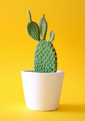 Cactus en pot sur fond jaune