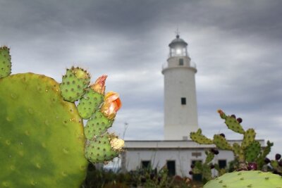 Papier peint  Cactus près d'un phare