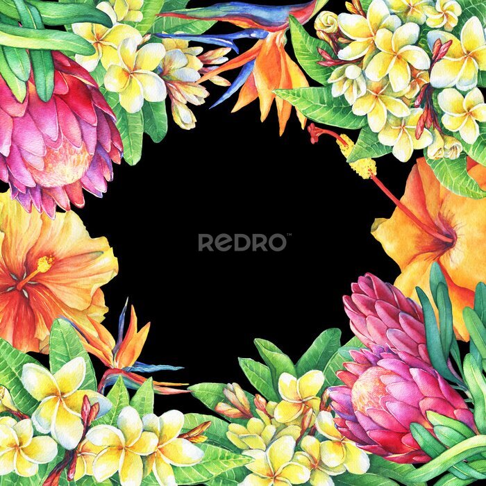 Papier peint  Cadre carré avec branches protéas violettes, plumeria, strelitzia et hibiscus. Aquarelle dessinée peinture dessinée sur fond noir. Élément pour affiches, cartes de voeux.