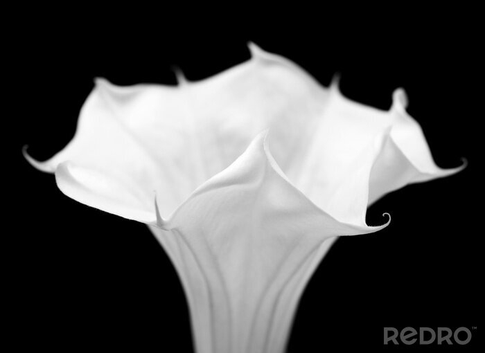 Papier peint  Calice blanc d'une fleur