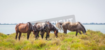 Papier peint  Camargue en Provence