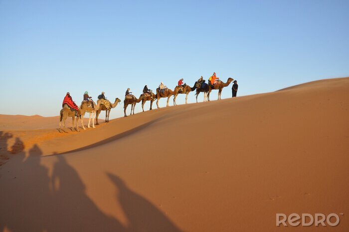 Papier peint  Camel voyage dans le désert du Sahara Merzouga, au Maroc, en Afrique du nord