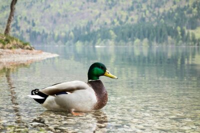 Papier peint  Canard nageant dans un lac de montagne