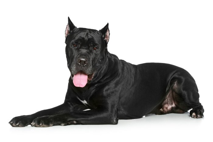 Papier peint  Cane Corso chien reposant sur un fond blanc