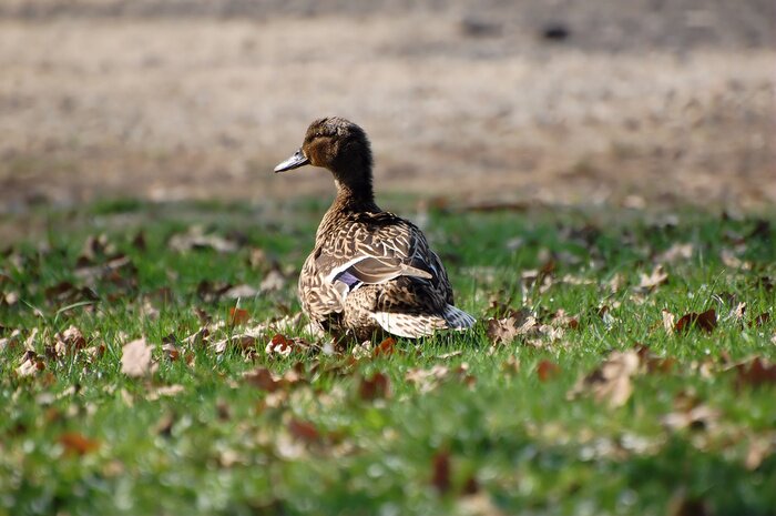 Papier peint  canne se Promenant sur herbe