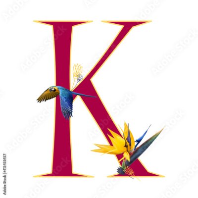Papier peint  Capital letter K with a parrot and strelitzia flower isolated on white background 