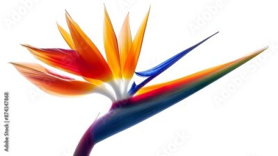 Papier peint  Captivating Strelitzia Flower in Vibrant Hues Showcasing Botanical Beauty