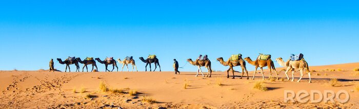 Papier peint  Caravane dans le désert du Sahara
