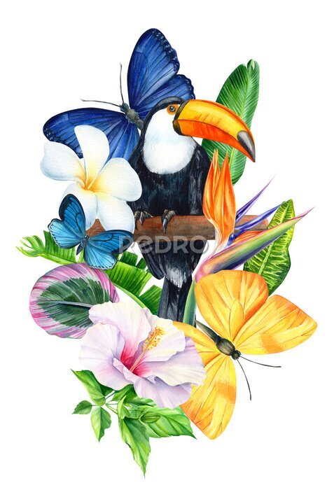 Papier peint  card with place for text, tropical flowers strelitzia, hibiscus, plumeria, toucan bird, butterflies, watercolor drawing, jungle composition