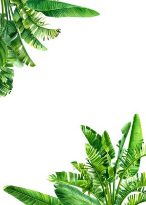 Papier peint  card with place for text tropical leaves and flowers on a white background. Strelitzia palm leaves, banana palm, frame