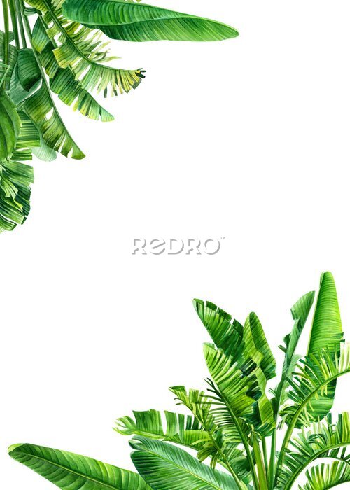Papier peint  card with place for text tropical leaves and flowers on a white background. Strelitzia palm leaves, banana palm, frame
