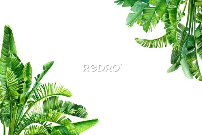Papier peint  card with place for text tropical leaves and flowers on a white background. Strelitzia palm leaves, banana palm, frame