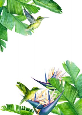 Papier peint  card with place for text, tropical strelitzia flowers and palm leaves, hummingbird bird, watercolor drawing, jungle composition