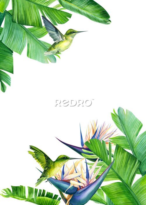 Papier peint  card with place for text, tropical strelitzia flowers and palm leaves, hummingbird bird, watercolor drawing, jungle composition