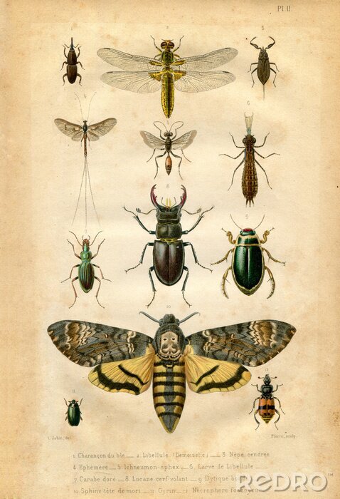 Papier peint  Carte d'insectes de l'atlas vintage