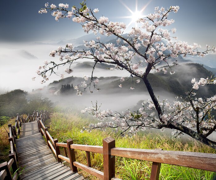 Papier peint  Carte postale de Sakura pour adv ou autres utilisation de but