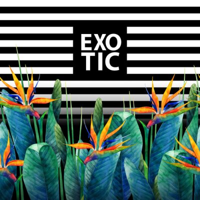 Papier peint  Carte strelitzia aquarelle