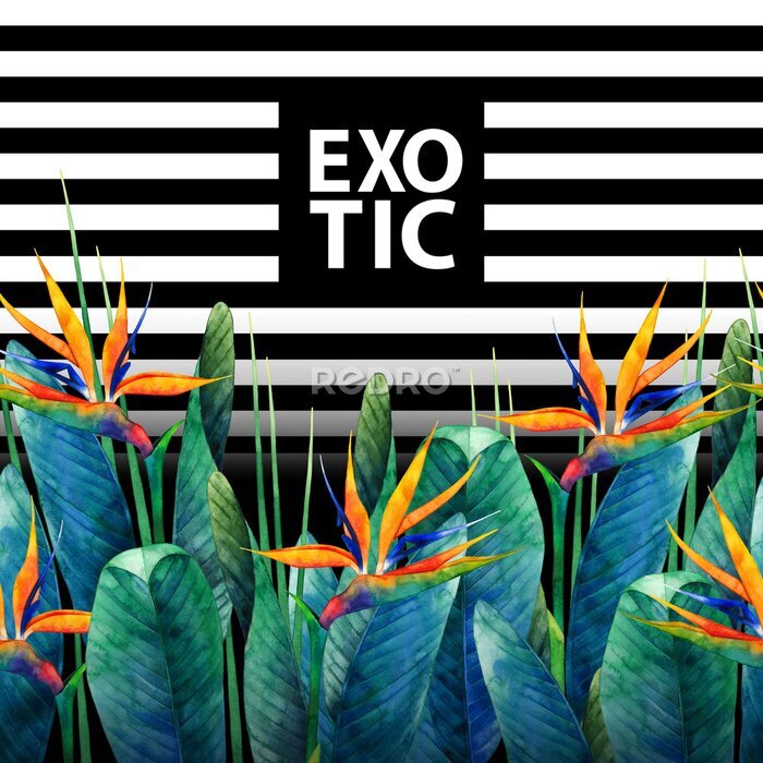 Papier peint  Carte strelitzia aquarelle