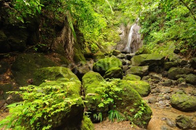 Papier peint  Cascade et pierres dans la forêt vierge