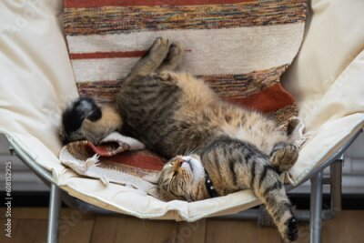 Papier peint  Cat is fast sweet asleep on a chair in a funny pose in green home near potted plant strelitzia, Comfortable carefree sleep of an animal close-up