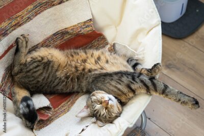 Papier peint  Cat is fast sweet asleep on a chair in a funny pose in green home near potted plant strelitzia, Comfortable carefree sleep of an animal close-up