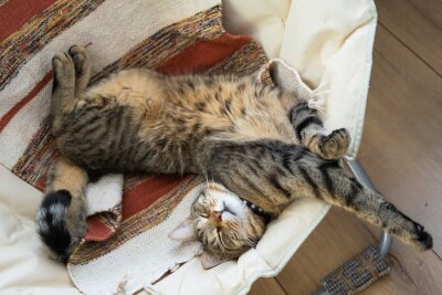 Papier peint  Cat is fast sweet asleep on a chair in a funny pose in green home near potted plant strelitzia, Comfortable carefree sleep of an animal close-up