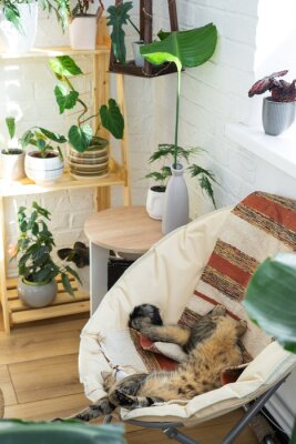 Papier peint  Cat is fast sweet asleep on a chair in a funny pose in green home near potted plant strelitzia, Comfortable carefree sleep of an animal close-up