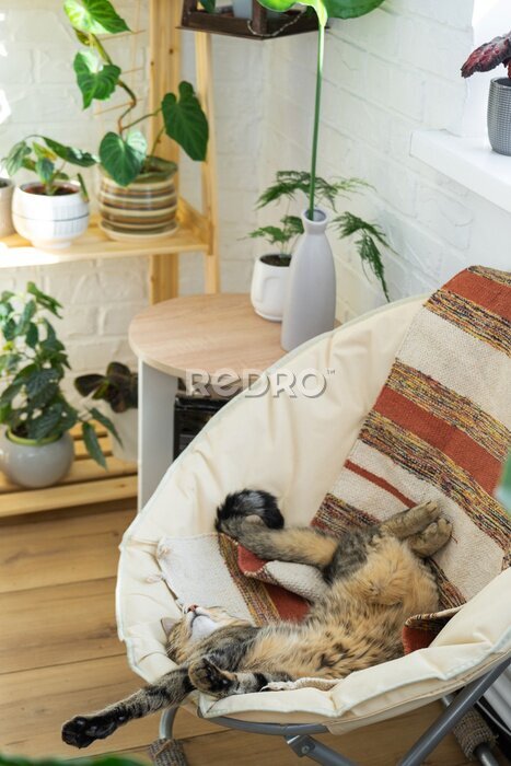 Papier peint  Cat is fast sweet asleep on a chair in a funny pose in green home near potted plant strelitzia, Comfortable carefree sleep of an animal close-up
