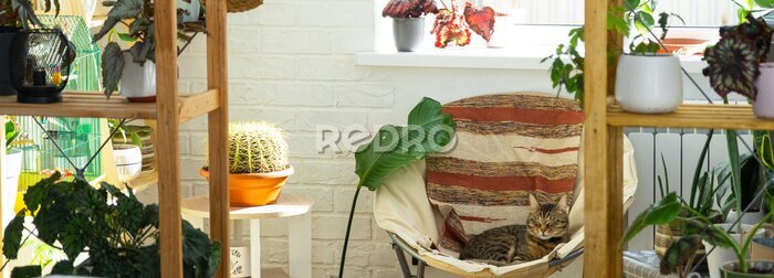 Papier peint  Cat is fast sweet asleep on a chair in a funny pose in green home near potted plant strelitzia, Comfortable carefree sleep of an animal close-up