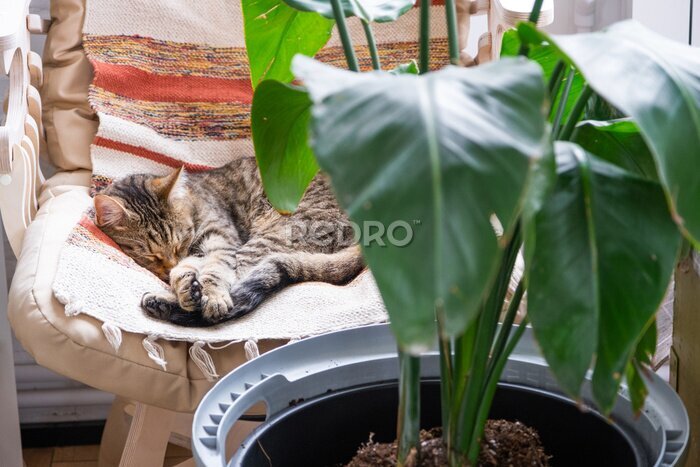 Papier peint  Cat is fast sweet asleep on a chair in a funny pose in green home near potted plant strelitzia, Comfortable carefree sleep of an animal close-up 
