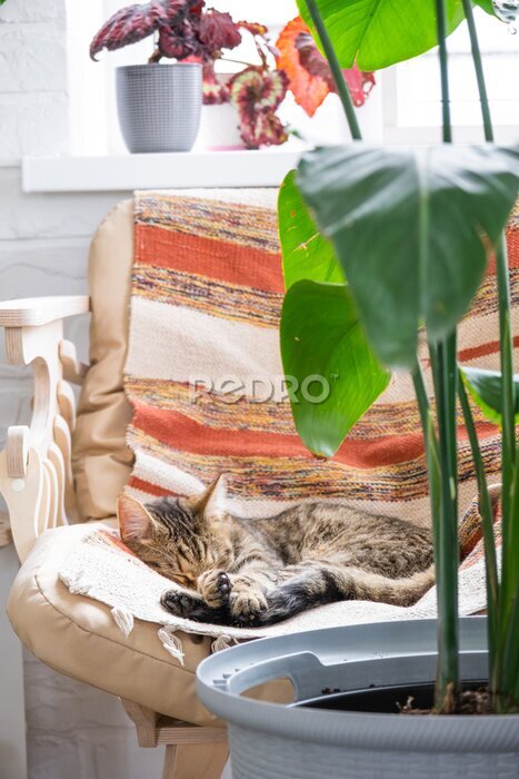 Papier peint  Cat is fast sweet asleep on a chair in a funny pose in green home near potted plant strelitzia, Comfortable carefree sleep of an animal close-up 