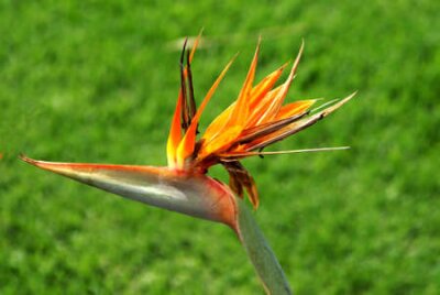 Papier peint  Ceci est une fleur trouvé en Afrique du Sud. Strelitzia reginae Aiton Strelitziaceae