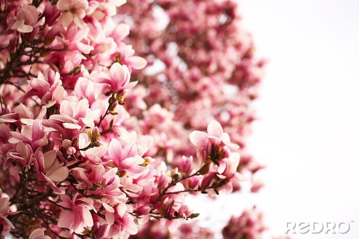 Papier peint  Centaines de pétales de magnolia