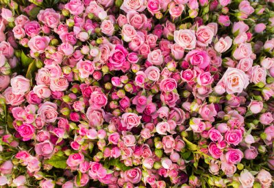 Papier peint  Centaines de roses couleur rose