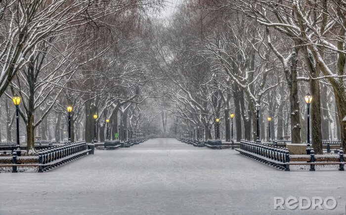 Papier peint  Central Park in winter