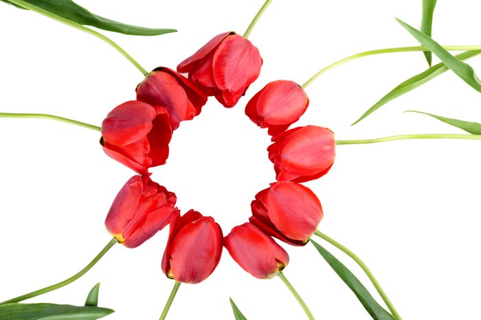 Papier peint  Cercle de tulipes